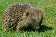 Hedgehog